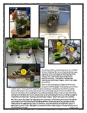 Following Directions Activity: Terrarium in a Jar (Reading