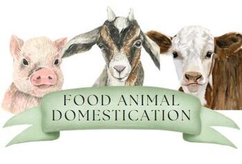 Preview of Food Animal Domestication FOLDER/Bundle