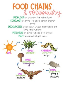 Food Chain Anchor Chart with Vocabulary by That Tribal Teacher | TPT