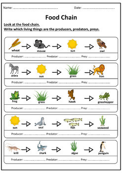 Food Chain {Bundle of Worksheets} - Ms Marwa Tarek by Ms Marwa Tarek