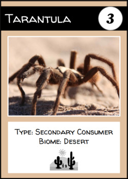 secondary consumer in the desert