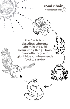 Preview of Food Chain Coloring Page