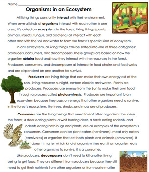 Food Chain Organisms Sort: Producer, Consumer, Decomposer + REVIEW