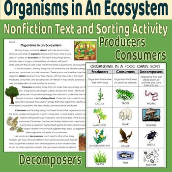 Preview of Organisms in Ecosystem: Producer, Consumer, Decomposer Text, Review, Sort