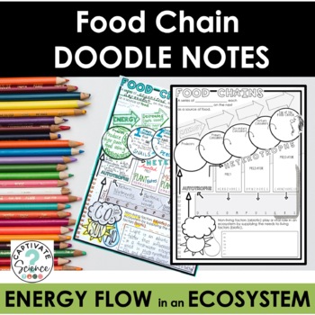 Preview of Food Chain Doodle Notes  | Science Doodle Notes