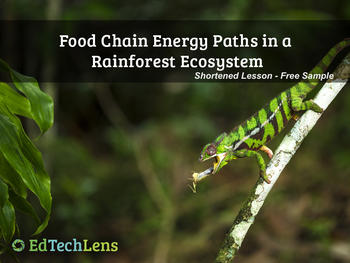 Preview of Food Chain Energy Paths In a Rainforest Ecosystem PDF - Free Sample