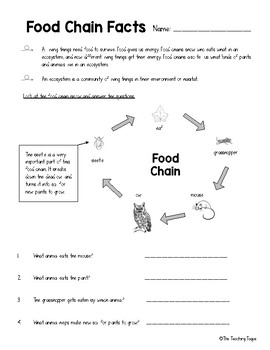 Food Chain Facts Worksheet by The Teaching Toque | TPT