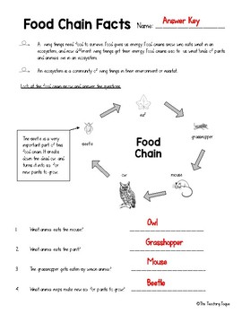 Food Chain Facts Worksheet by The Teaching Toque | TPT