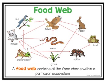 food web presentation