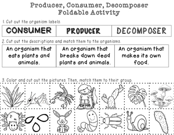 decomposer food chain