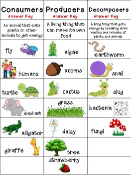 Food Chain Sort - Consumers, Producers, and Decomposers by The