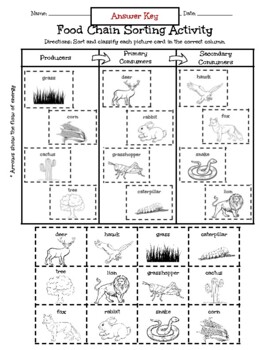 Food Chain Sorting Activity (Producer, Primary Consumer, Secondary ...