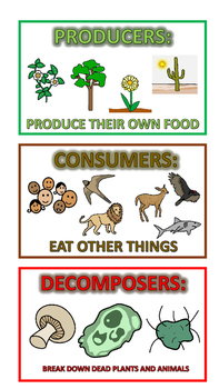 Preview of Food Chain Visual Glossary