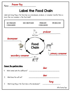 Food Chain Worksheets by The Teaching Toque | Teachers Pay Teachers