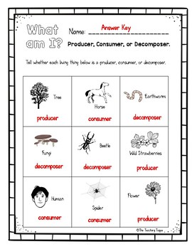 food chain worksheets by the teaching toque teachers pay