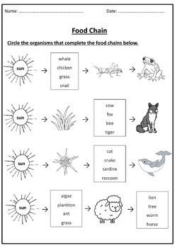 Food Chain {Worksheets} - Ms Marwa Tarek by Ms Marwa Tarek | TpT