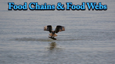 Food Chains - PowerPoint