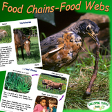 Food Chains - Food Webs