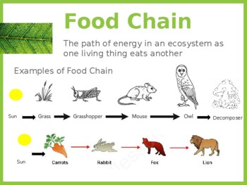 Food Chains & Food Webs by Alexsandra Diaz | TPT