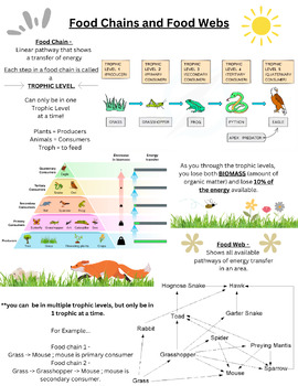 Preview of Food Chains Food Webs Graphic Notes / Reference Sheet