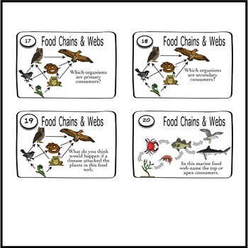 food chain research task