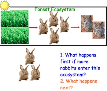 Preview of Food Chains - Lesson Presentation, Extensive & Fun Activities, Video Links