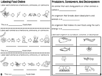 Food Chains Mini Book By Lighting Up Little Minds 