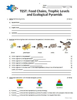 Food Chains - Test {Editable} by Tangstar Science | TpT