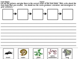 Food Chains Writing Activity