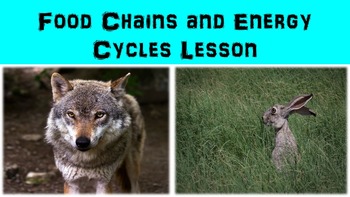 Preview of Food Chains and Energy Cycles Lesson