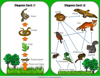 Food Chains And Food Webs Task Cards A Food Chains And Food Web Game