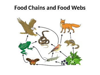 Food Chains and Food Webs by Shae's Science Stuff | TPT