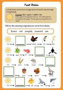 Food Chains and Food Webs by McKenzie Brumbaugh | TPT