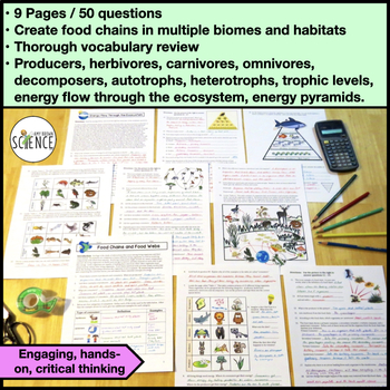 Food Chains and Food Webs Activity by Amy Brown Science | TPT
