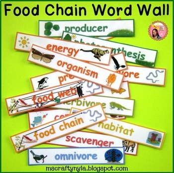 Preview of Food Chains and Food Webs Word Wall