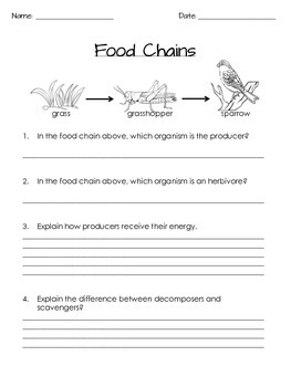 Food Chains and Food Webs - NO PREP Notes and Activities for Grades 3-5