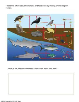 Food Chains And Food Webs For Use With Google Slides™ 