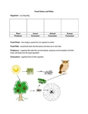 Food Chains and Webs Notes