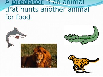 Preview of Food Chains and Webs Powerpoint