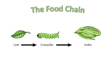 Food Chains in Familiar Ecosystems
