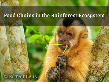 Preview of Food Chains in the Rainforest Ecosystem Distance Learning PPT