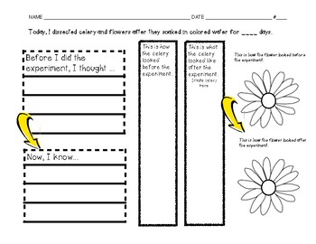 Preview of Food Coloring Celery/Flower Organizer 2nd Grade Science