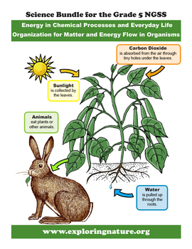 Preview of Food Energy: Organization for Matter and Energy Flow in Organisms - Grade 5 NGSS