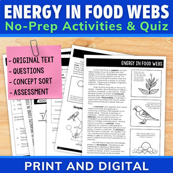 Preview of Food Web Activity - Energy Flow in Ecosystems Food Chains & Food Webs Worksheets