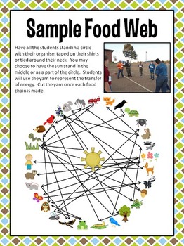 food web activity 8th grade