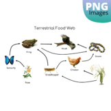 Food Web Clipart Images (Terrestrial and Aquatic Food Webs)