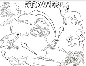Preview of Food Web Coloring Sheets