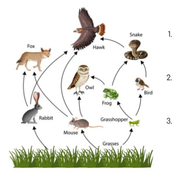 Food Web Exit Ticket by Kaylee Mills | TPT