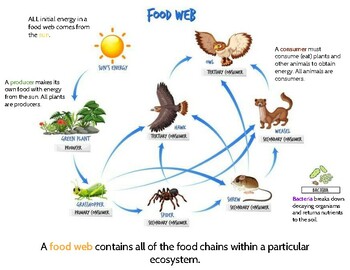 Food Web Poster by Katy Beth Shaw | TPT