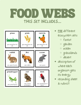 Preview of Food Web Station Bundle- (ecosystem cards, recording sheet, rubric, & quiz)